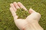 Hand Holding Green Beans Stock Photo