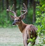 Beautiful Isolated Photo Of A Wild Male Deer With The Horns Looking Back Stock Photo