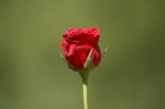 Red Rose Stock Photo