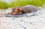 Hippopotamus Stock Photo