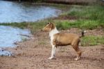 Puppy Collie On The Beach Pet Friendly Stock Photo