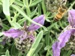 Bee On The Flowers Stock Photo