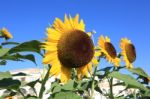 Beautiful Sunflower Stock Photo