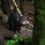 Tasmanian Devil Found During The Day In Tasmania Stock Photo