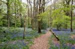 Bluebells In Staffhurst Woods Near Oxted Surrey Stock Photo