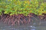 Mangrove Plants Stock Photo