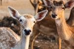 Female Wild Dear Face Stock Photo