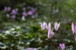 The Cyclamen Blooming In Israel	 Stock Photo