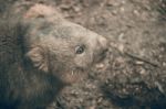 Adorable Large Wombat During The Day Looking For Grass To Eat Stock Photo