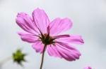 Colorful Cosmos Flower Blooming In The Field Stock Photo