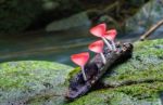 Pink  Fungi Cup Stock Photo