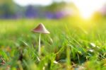 Little Mushroom On Grass Stock Photo