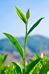 Tea Leaves  Stock Photo