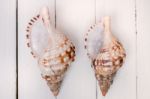 Two Seashells On White Stock Photo