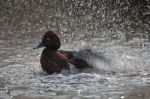 Duck Bathing Stock Photo