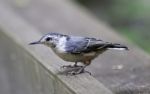 Beautiful Image With A White-breasted Nuthatch Bird Stock Photo