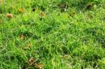 Green Grass Stock Photo