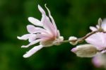 Pink Magnolia Flowering Stock Photo