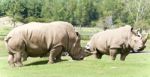 Image Of A Pair Of Rhinoceroses Eating The Grass Stock Photo