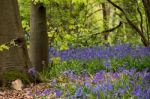 Bluebells In Staffhurst Woods Near Oxted Surrey Stock Photo