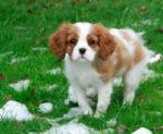 Cavalier King Charles Pup Stock Photo