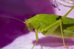 Sickle-bearing Bush-cricket (phaneroptera Falcata) Stock Photo