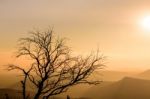 Silhouette Tree With Sunrise Background Stock Photo