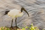 African Sacred Ibis, Threskiornis Aethiopicus, In Ngorongoro Stock Photo