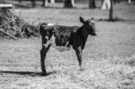 Country Cow  Stock Photo