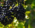 Elderberry Stock Photo