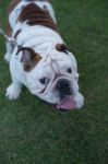 White English Bulldog Show Tongue Stock Photo