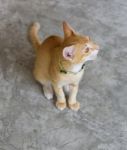 Cute Cat Sitting On Cement Floor Stock Photo