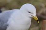 Isolated Photo Of A Gull Looking For Food Stock Photo