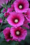 Hollyhock Flower Stock Photo