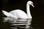 White Swan Stock Photo