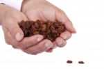 Hands With Raisins Stock Photo