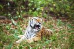 Photograph Of A Yawning Siberian Tiger Stock Photo