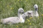 Cygnets Stock Photo