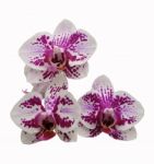 Phalaenopsis Hybrids Stock Photo