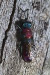 Cuckoo Wasp (chrysis Lusitanica) Stock Photo