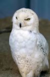 Snowy Owl (bubo Scandiacus) Stock Photo