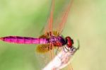 Trithemis Aurora Male Stock Photo