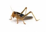 Locust Stock Photo