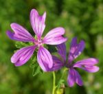 Mallow Stock Photo