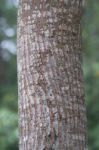 Tree Trunk In The Tropical Rain Forest Stock Photo