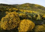 Landscape With Ulex Densus Shrubs Stock Photo