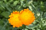 Yellow Calendula Stock Photo