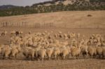 Herd Of Sheep On Nature Stock Photo