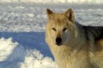 A White Wolf In The Snow Stock Photo