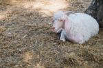 Angora Goat Stock Photo